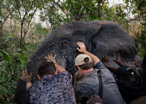 Adored but poorly protected, Côte d'Ivoire struggles to care for its