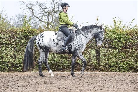 Bungen F R Geschmeidige Berg Nge Beim Reiten Cavallo De