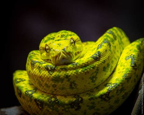 Snakes - Alligator Adventure