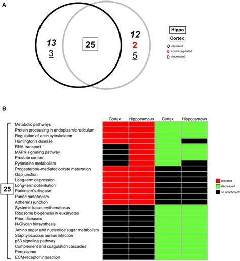 Differential Kegg Pathway Analysis Of Btbr Specific Hippocampal And