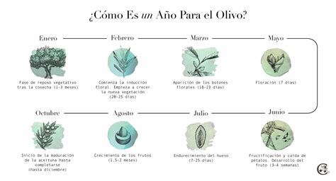 Descubre Cu Nto Tiempo Tarda Un Olivo En Dar Fruto Y Aprovecha Al