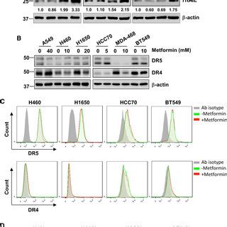 Metformin Inhibited Tumor Growth And Induced Apoptosis And Trail