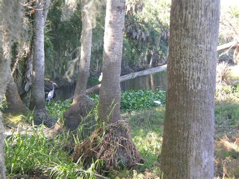 The Oaks Preserve, Osprey, Florida High Definition Neighborhood and ...