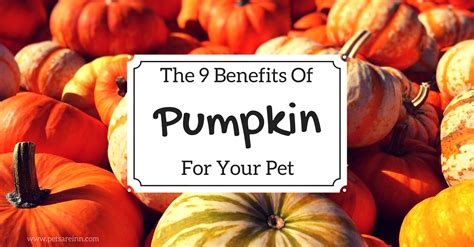 9 Benefits Of Pumpkin For Pets