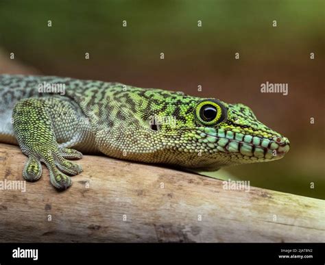 Standings Day Gecko Phelsuma Standingi Stock Photo Alamy