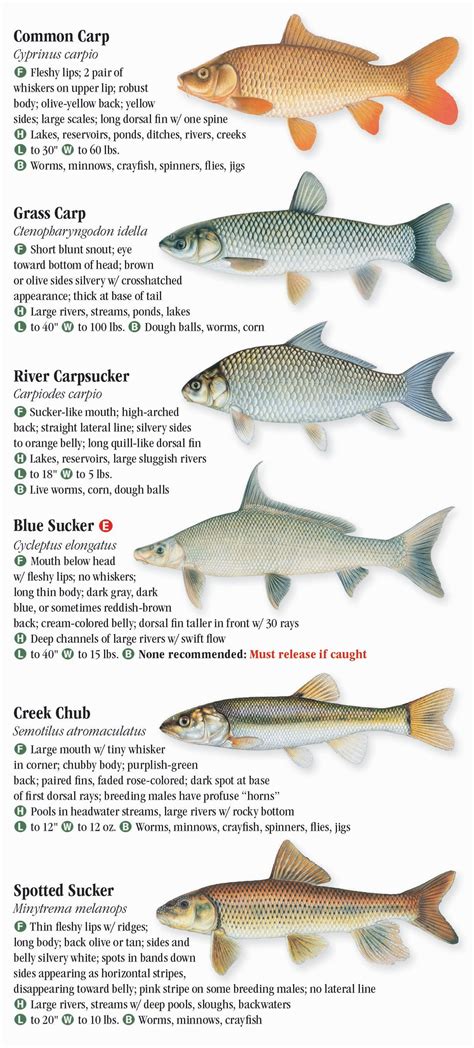 Freshwater Fishes Of Louisiana Quick Reference Publishing Retail