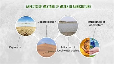 Usage Of Water In Agriculture Importance And Sustainability