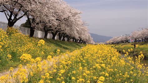 佐奈川堤 桜並木と菜の花