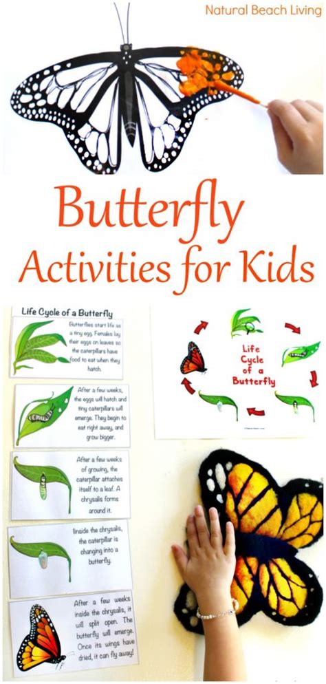 The Best Butterfly Life Cycle Activities for Kids - Natural Beach Living