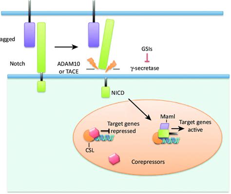 Gamma Secretase Activity Is Required During Activation Of The Notch