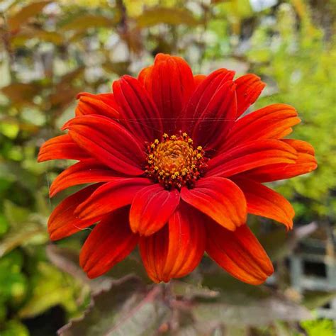 Heliopsis Helianthoides Var Scabra Bleeding Hearts