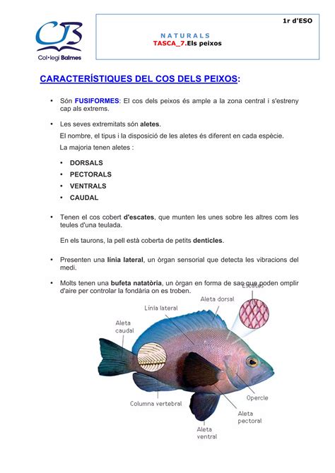 Tasca 7 Els Peixos PDF