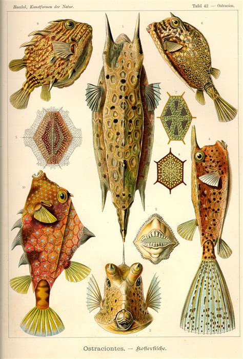 A Billion Tastes And Tunes Ernst Haeckel Part 2 Of 2