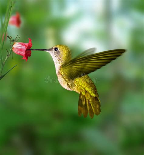 Kolibri Stockfoto Bild Von Tropen Blume Flügel Flugwesen 773090