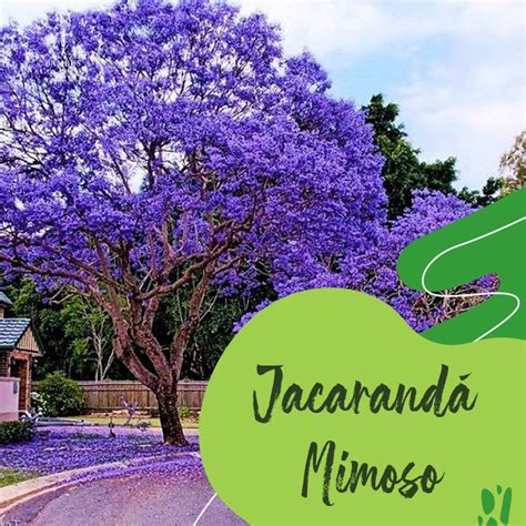 O Jacarandá mimoso é uma árvore de floração exuberante e de porte