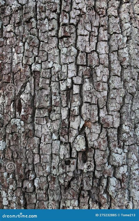 The Texture of Bark in an Oak Tree Stock Image - Image of organic, texture: 275232885