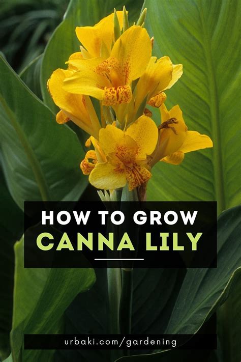 Canna Lily Plant Care Growing Guide Artofit