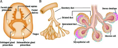 Salivary Gland Development And Structure A In Week Of Fetal