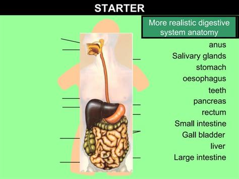 Gcse Biology Enzymes In Digestion Ppt