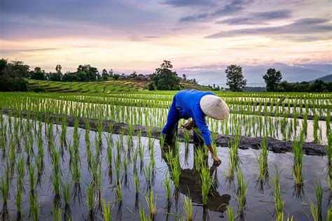 What Is Terrace Farming Worldatlas