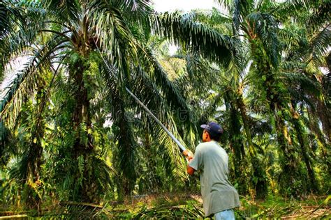 Oil Palm Harvesting Editorial Stock Photo Image Of Production