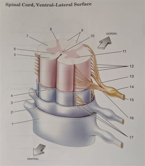 Spinal Cord Ventral Lateral Surface Diagram Quizlet