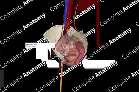 Perimetrium | Complete Anatomy