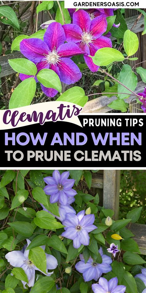 Clematis Is An Easy To Grow Perennial Vine That Thrives In Part Shade