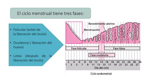 Ciclo Menstrual Pptx