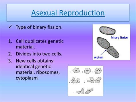 Ppt Bacterial Reproduction Powerpoint Presentation Free Download Id 2734320