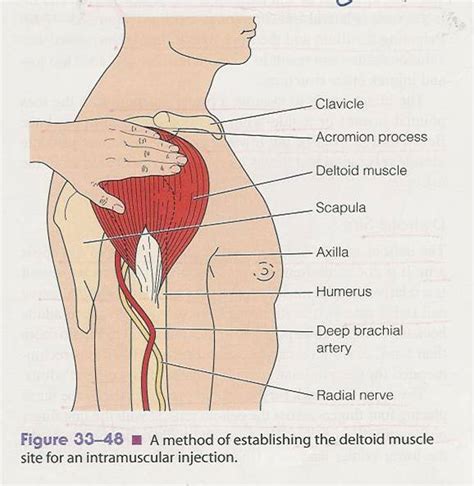 deltoid muscle stretches - ModernHeal.com