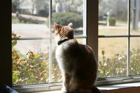 Qué Hacen Los Gatos Cuando Están Solos Salud Gatuna