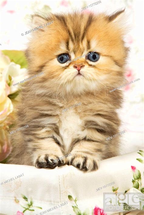 Cat Golden Shaded Persian Kitten Stock Photo Picture And Rights