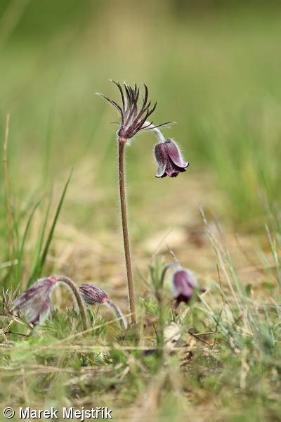 Pulsatilla Pratensis Koniklec Lu N Pladias Datab Ze Esk Fl Ry A