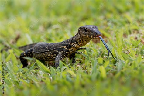 Asian Water Monitor Varanus Salvator Also Common Water Monitor Large