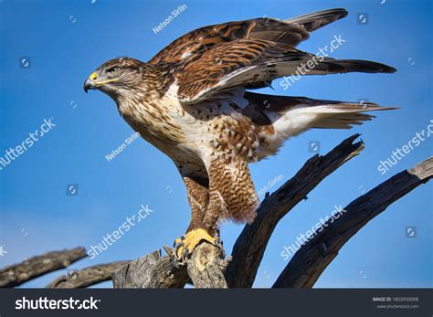 Ferruginous Hawk Photos, Images & Pictures | Shutterstock