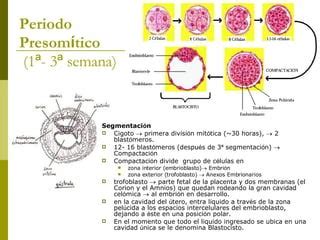 Embriogenesis Ppt