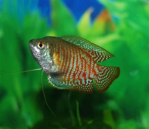 Gourami Tank Mates ﻿ - Gourami Fish Tank Mates | ThePets