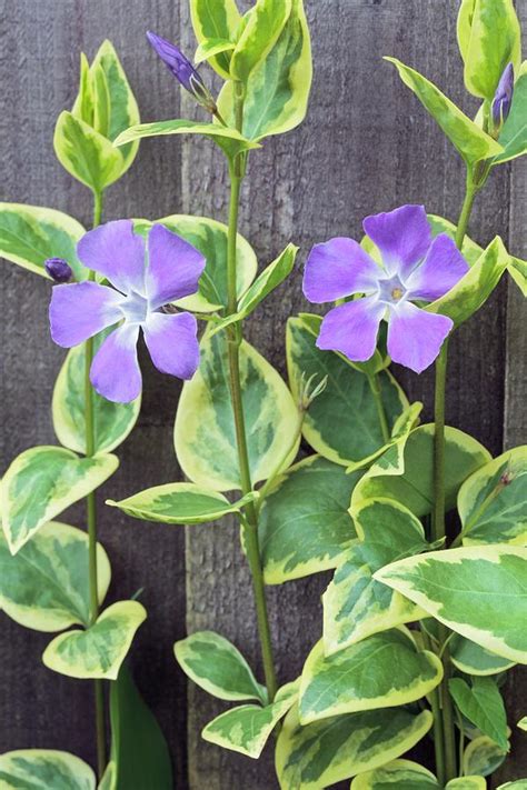 Vinca Major 'variegata' Photograph by Geoff Kidd/science Photo Library