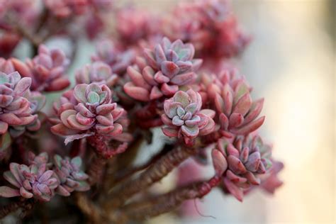 Fotos gratis naturaleza rama flor cactus hoja pétalo primavera