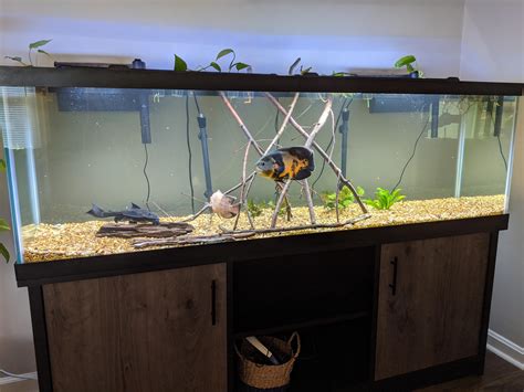 Oscar Fish Tank Setup Ideas