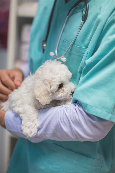 Veterinary technician salary stagnation is impacting animal care nationwide 23
