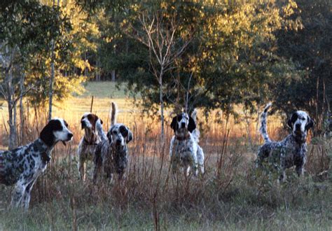 Bird Dog Training Pointing Dog Training Upland Gun Dog Trainingfield