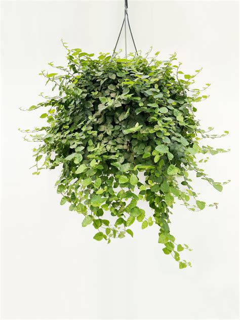 Ficus pumila - AG2TC