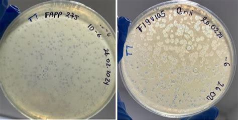 Figura 1 Formación de placas de lisis bacteriana Panorama Acuícola