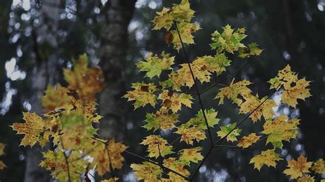 7art Autumn Leaves screensaver - put a natural landscape to your desktop!