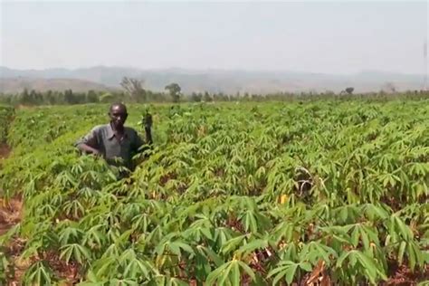 Regional Cassava Initiative Upholding Cassava’s Potential In Africa Fao In Emergencies