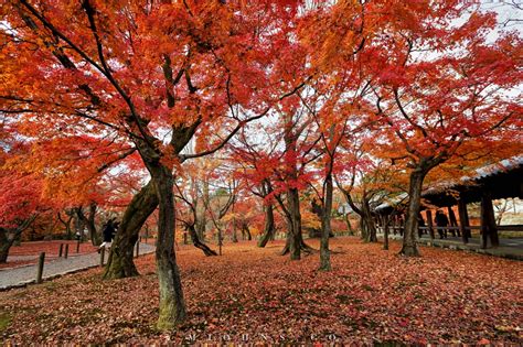 分享 日本賞楓去！讓你秒懂的十個楓葉攝影技巧 Mjohnsphoto