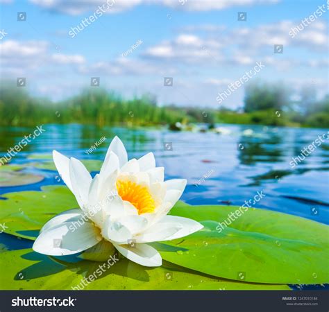 Floatin Leaf Stock Photos 12 Images Shutterstock