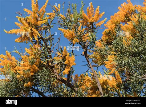 The Beautiful Yellow Flowers Of The Wa Christmas Tree Nuytsia